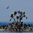 번개 공지 : 가마우지 서식지와 Royal Botanical Gardens 촬영 이미지