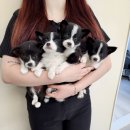 왓츠멍 남양주 강아지분양 이미지