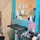 멍블리 펫 이미지