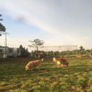 제주애견학교 이미지