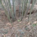 함창 오봉산 고분군 이미지