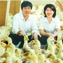 시골오리농장