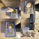 에이케이사이언스 | 냄새잡는 고양이 두부모래 베타클린과 마그넷