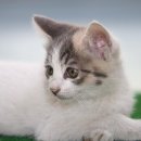 펫프렌즈동물병원 | 삼성화재 vs 현대해상 vs 펫프렌즈 – 반려동물 보험 3개월 실사용 후기 비교