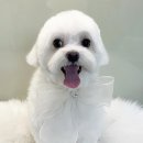 펫빌리지 | 파주 애견 미용 '웰니스 펫 빌리지' 말티푸 변신 후기