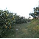 섬지뜰농장 이미지