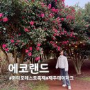 송이테마공원 주차장 | 제주 겨울 여행 에코랜드 테마파크 윈터 포레스트 축제 동백꽃 실시간 후기