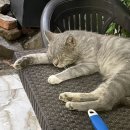 시루민박 이미지