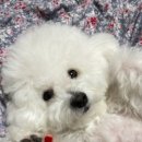 대견하개 이미지