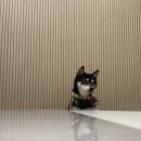 하울팟 케어클럽(분당서현점) 이미지