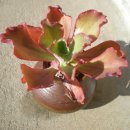 메르디안 이미지