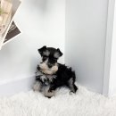 퓨어펫 강아지분양 고양이분양 울산점 이미지