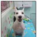 복슬 강아지미용실 이미지