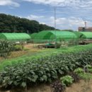 금천농장 이미지