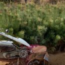 광일농원 이미지