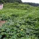 동아농장 이미지