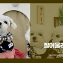 잘어울리개 이미지