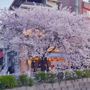 비온후풍경 | 성북천 벚꽃길 4월 6일 실시간 비 온 후 상태 솔직 후기 한성대 벚꽃