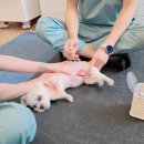 나래애견 | 수원 강아지 애견 한방병원 침맞을수 있는 곳"봄나래한방병원" 내돈내산 솔직후기