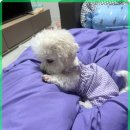 멍벤져스 이미지