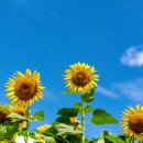 해바라기 이미지