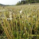 민들레2농장 이미지