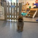 개털깎는집 이미지