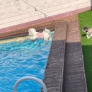 엘시아 애견풀빌라 | 남해 애견동반펜션,엘시아애견풀빌라