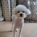 배곧일리오애견미용