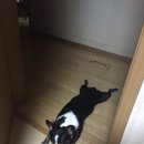오마이독(oh my dog) 네이버블로그