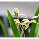 올리브한의원 이미지