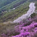 진달래와 벚꽃이 함께 피는 진풍경이 연출=부산 황령산 이미지