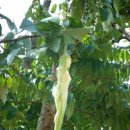 자라는나무 이미지