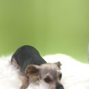 마이뷰티독 스타필드 부천점 | 부천 애견미용샵 스파 목욕 OK~ 피부건강 생각하는 마이뷰티독 스타필드 부천점