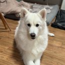 메리그루밍 이미지