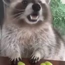 라쿤PC방 이미지