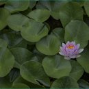 맥도생태공원 이미지