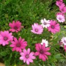 여름이네 이미지