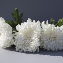 의료법인성화의료재단  대한병원 이미지