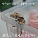 디케이지렙타일