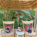 펫츠네 | 일산 실내 대형애견카페 운동장 피터펫츠 내유점