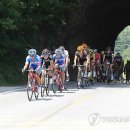 나젤코리아 이미지