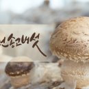 주식회사송이향 이미지