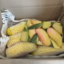 무지개농산물 | [농슐랭] 내돈내산 마하차녹 무지개망고 택배 후기