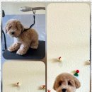 포블포블 이미지