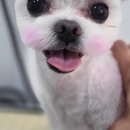 오키독키 이미지