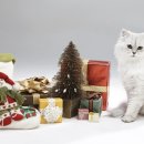 삼마네개냥이 이미지