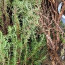 로즈마리민박 이미지