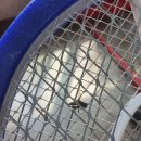 피티시즌 이미지