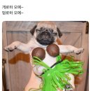 멍로하 이미지